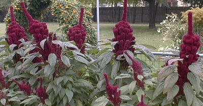 Amaranthus caudatus, and Amaranthus gangeticus