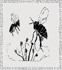 The Orchard Mason Bee (drawing).