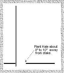 Planting Illustration (drawing).
