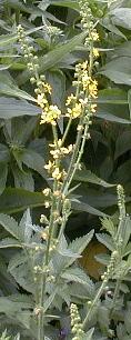 Agrimonia eupatoria