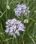 Allium senescens
