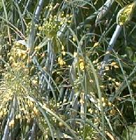 Allium flavum