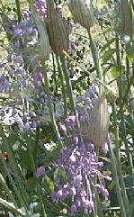 Allium carinatum ssp. pulchellum