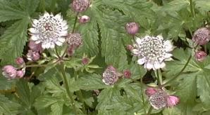 Astrantia major