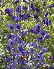 Baptisia australis