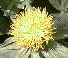 Centaurea macrocephala