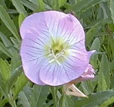 Oenothera berlandierii