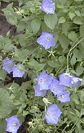 Campanula carpatica