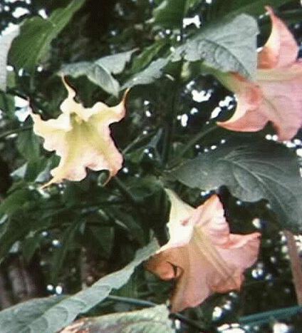 Brugmansia sp.
