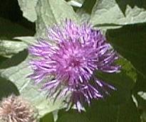 Centaurea phrygia