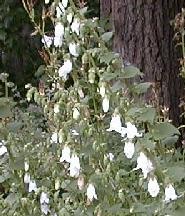 Campanula alliarifolia