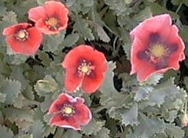 Papaver somniferum