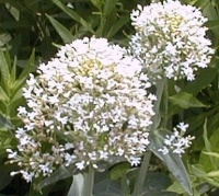 Centranthus ruber alba