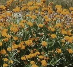 Coreopsis grandiflorum