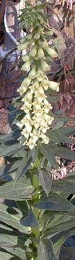 Digitalis eriostachya