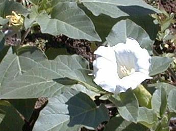 Datura metel