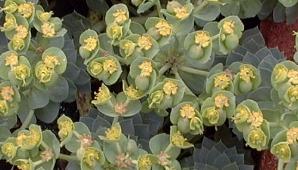 Euphorbia myrsinites