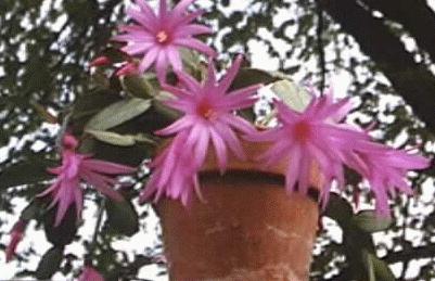 Rhipsalidopsis gaetneri