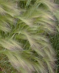 Hordeum jubatum