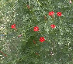 Ipomoea quamoclit