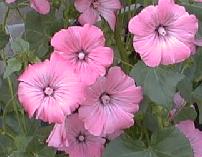 Lavatera arborea