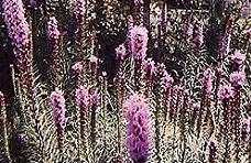 Liatris spicata