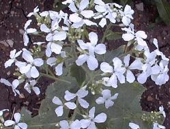 Lunaria biennis