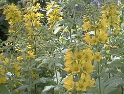 Lysimachia punctata