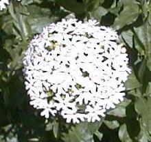 Lychnis chalcedonica alba
