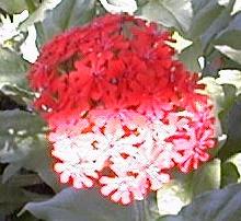 Lychnis chalcedonica