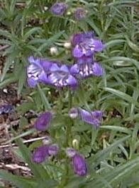 Penstemon 'pike's peak purple'