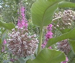 Asclepias syriaca