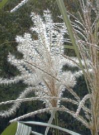 Miscanthus sacchariflorus