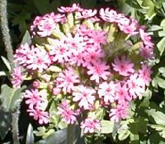 Lychnis chalcedonica 'morgenrot'