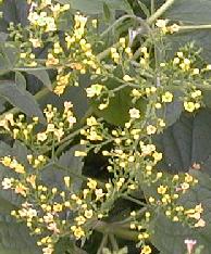 Patrinia gibbosa