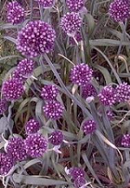 Allium scorodoprasum ssp. jajlae