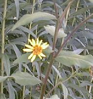 Silphium dentata