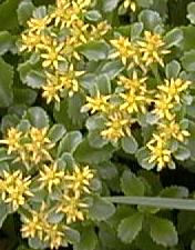 Sedum kamtschaticum