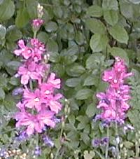 Sidalcea malvaflora