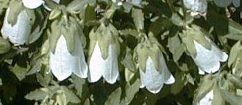 Symphyandra hoffmanii