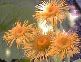 Telekia speciosa