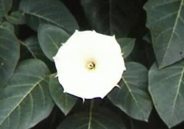 Datura metel