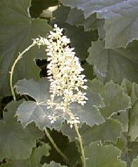 Heuchera villosa var. macrorhiza