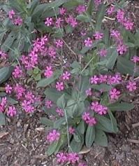 Silene armeria