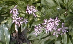 Lychnis viscaria 'plena'