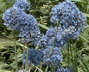 Allium caeruleum
