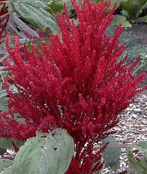 Amaranthus cruentus