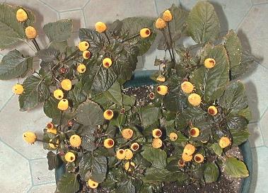 Acmella oleracea
