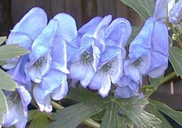 Aconitum 'barkers'