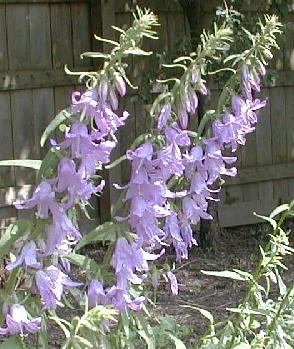 Adenophora liliifolia